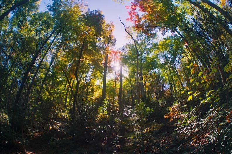 Great Smoky Mountains in the Fall.jpg